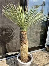 ユッカ ロストラータ Yucca rostrata ①訳あり株_画像3