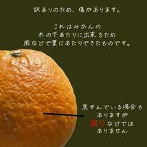 3kg 清見みかん 訳あり 和歌山県産 清見オレンジ 旬の果物_画像3