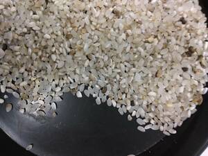くず米10㎏　鳥の餌　飼料米　 家畜の餌　 　ペットのえさ　玄米