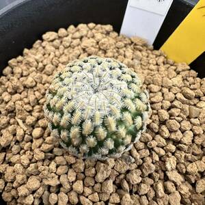 ★奈研★サボテン・多肉植物★791★マミラリア　白斜子　Mammillaria（Solisia） pectinata　実生　約W2.3cm