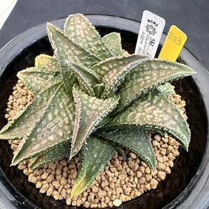 ★奈研★サボテン・多肉植物★803★ハオルシア　鬼瓦 Haworthia　nigra　hyb.　約W8.7cm