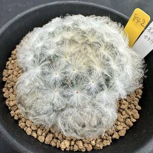 ★奈研★サボテン・多肉植物★842★マミラリア　白星（長毛タイプ）　　Mammillaria plumosa　　実生　約W7.1cm