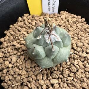 ★奈研★サボテン・多肉植物★54★ツルビニカルプス　 Turbinicarpus klmkerianus TCG7009 実生W2.6cm