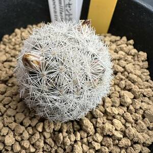 ★奈研★サボテン・多肉植物★140★マミラリア　ロゼオセントラ　実生　 Mammillaria　roseocentra 約W2.8cm