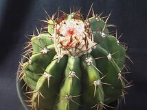 ★奈研★サボテン・多肉植物★684★ メロカクタス　層雲　実生　Melocactus　amoenus　約W 11.7cm_画像3