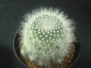 ★奈研★サボテン・多肉植物★710★マミラリア　玉翁殿　カキ仔　Mammillaria hahniana v.lanata　 約総径6.8 cm