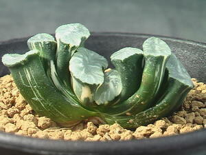 ★奈研★サボテン・多肉植物★865★ハオルシア　玉扇錦 Haworthia truncata varieg.　約W5.2cm