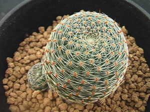 ★奈研★サボテン・多肉植物★977★レブチアRebutia heliosa v.cajasensis RH2038A Alfo Cajas alt,2600m,dpt Tarija, Bol 約W4.7cm