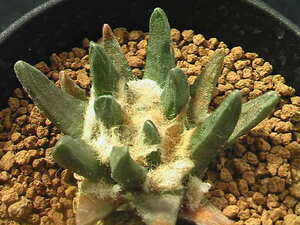 ★奈研★サボテン・多肉植物★24★ 竜角牡丹　実生　Ariocarpus　scapharostrus　約W5.4 cm