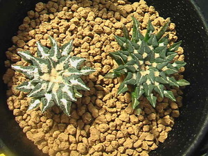 ★奈研★サボテン・多肉植物★119★姫牡丹　　実生　Ariocarpus(Roseocactus)　kotschoubeyanus v.macdowellii約W 3.0-3.4cm