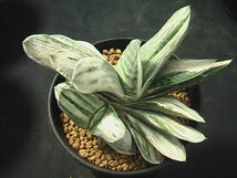 ★奈研★サボテン・多肉植物★117★ガステリア　美鈴の富士　 Gasteria　gracilis　f.　varieg.‘Misuzufuji’　約W 11.1cm_画像1