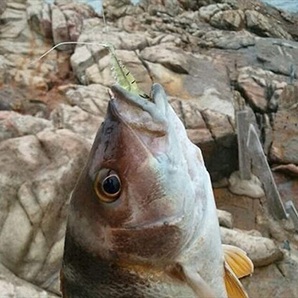 ザリガニ型ソフトワーム 5cm 2.2g 2インチ 8個 蓄光 夜光 海老 蟹 エビ カニ 根魚 穴釣り ロックフィッシュ スズキ 鯛 ヒラメ チヌ 夜釣りの画像9