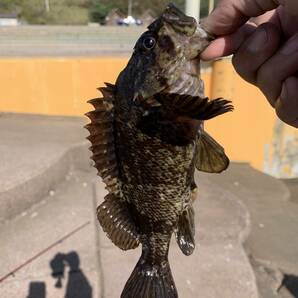 ザリガニ型ソフトワーム 5cm 2.2g 2インチ 8個 赤 海老 蟹 エビ カニ 根魚 穴釣り ロックフィッシュ ライトロックゲーム 鯛 ヒラメ チヌの画像10