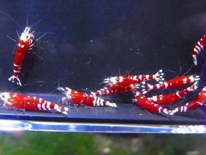 Golden-shrimp　　赤勝ちタイガービー（太極）15匹セット　発送日は金土日のみ