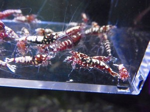 Golden-shrimp　　ディープレッドギャラクシーフィッシュボーン30匹繁殖セット　発送日は金土日のみ