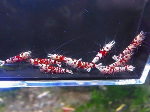 Golden-shrimp　　タイガービー（太極）ハイグレード若個体10匹ブリードセット　発送日は金土日のみ