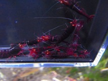 Golden-shrimp　　種親確定レッドダイヤゴールデンアイ黒墨5ペア（抱卵2匹）セット　発送日は金土日のみ_画像6