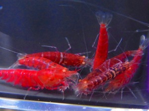 Golden-shrimp　　ハイグレードレッドゴールデンアイ10匹（抱卵1匹）繁殖セット　発送日は金土日のみ