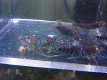 Golden-shrimp　　ブルーゴールデンアイ♂4♀6（抱卵3匹）10匹ブリードセット　発送日は金土日のみ_画像5