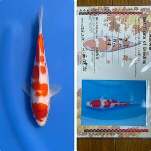 錦鯉　当歳　スペシャルセール　生産証明書付き　人気生産者！　丸筑魚苑産を10本限定特別出品！　極上伊達！　紅白　21.5㎝10匹まで同梱可