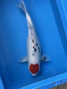 2匹まで同梱可　錦鯉　2歳　甚平三家！　上伊田養魚場産　甚平系　丹頂三色　44㎝弱　再出品