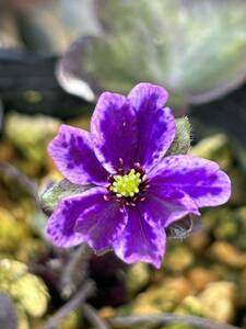 雪割草　すだれ系の実生初花品　出品番号１０