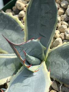 アガベ Agave x ovatisana 'Sea Star' from US 子株付き