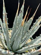 アガベ Agave utahensis var. eborispina US株 ユタヘンシス エボリスピナ ③ 発根活着済み _画像7