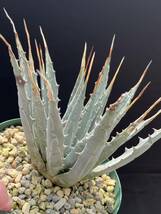 アガベ Agave utahensis var. eborispina US株 ユタヘンシス エボリスピナ ③ 発根活着済み _画像4