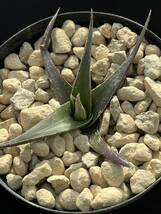 エンコリリウム Encholirium heroisae Minas Gerais, Brazil 原種 from Tlopiflora US ③_画像4