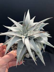 ディッキア Dyckia brauni Rauh ブラウニー 山採り原種 選別 