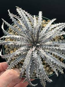 ディッキア Dyckia ‘Brittle Star’ F3 D042 from US