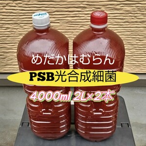 【4000ml】光合成細菌PSB【めだか_はむらん】メダカ　金魚　ゾウリムシ ミジンコ　エサ　水質浄化　ヌマエビ　液肥 psb