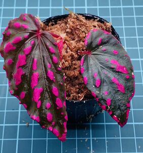 ① ベゴニア ネグロセンシス Begonia negrosensis 【ベゴニア パルダリウム テラリウム アルゴステマ 苔 ジュエルオーキッド】