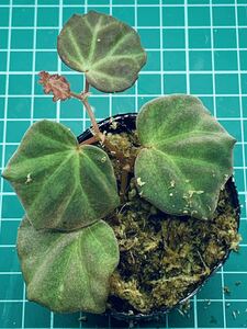 ③ Begonia sp. Sarawak ベゴニア サラワク【ベゴニア パルダリウム テラリウム アルゴステマ 苔 ジュエルオーキッド】