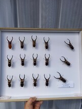 【標本】エレフスホソアカクワガタ 昆虫標本 死虫 コレクション 旧蔵品 ドイツ箱 外国産_画像1