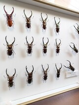 【標本】エレフスホソアカクワガタ 昆虫標本 死虫 コレクション 旧蔵品 ドイツ箱 外国産_画像7