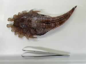標本用 冷凍深海魚 オニキホウボウ、シギウナギ、ワニトカゲギス他