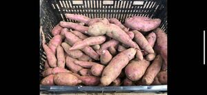 訳あり　さつまいも　パープルスイートロード　約20キロ　紫芋　千葉県産　農家直送　送料込み