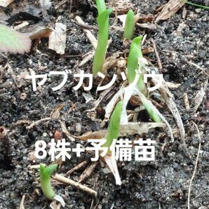 ヤブカンゾウ　8株+予備苗　兵庫県産