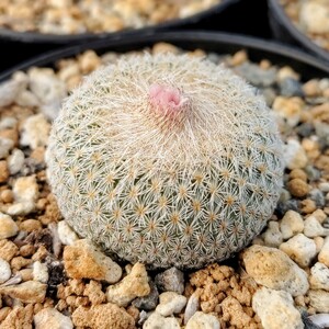 【自家採種“種子”/10粒】Epithelantha greggii (SB 235)/エピテランサ・グレッギー//サボテン/多肉植物/月世界