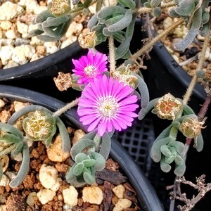 【自家採種“種子”/30粒】Drosanthemum hispidum (SL 84-240)/ドロサンテマム・ヒスピダム/花弥生//多肉植物/メセン