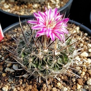 【自家採種“種子”/25粒】Stenocactus zacatecasensis (SB 7)/ステノカクタス 縮玉//エキノフォスロカクタス/多肉植物/サボテン