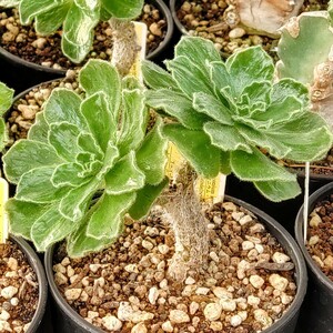 【自家採種“種子”/20粒】Aeonium smithii (Araya, Tenerife)/アエオニウム・スミシー//多肉植物