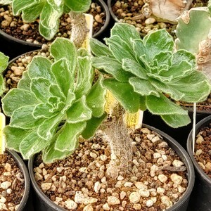 【自家採種“種子”/100粒】Aeonium smithii (Araya, Tenerife)/アエオニウム・スミシー//多肉植物