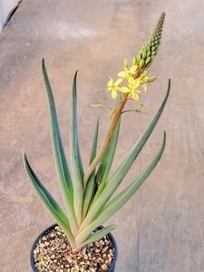 【自家採種“種子”/30粒】Bulbine praemorsa (Paleisheuwel, RSA)/ブルビネ・プラエモルサ//多肉植物