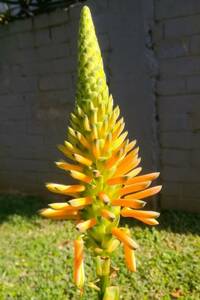  семена . вид Aloe arborescens subsp. mzimnyati 20 шарик Kidachi алоэ дерево ... трава суккулентное растение 