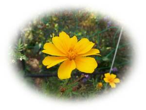 マリーゴールド　黄色　40粒　5年自家採取　種 花が大好き