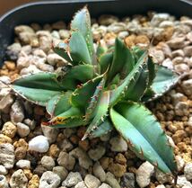 Agave titanota ブラックダイヤモンド　子株　多数　アガベ　チタノタ_画像1