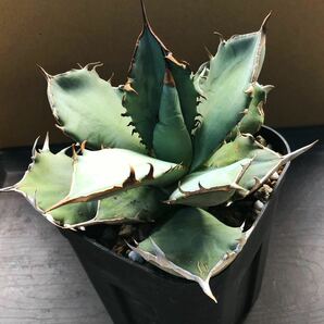 Agave titanota ashura アガベ チタノタ アガベ チタノタ “阿修羅” 胴切天 発根済の画像2